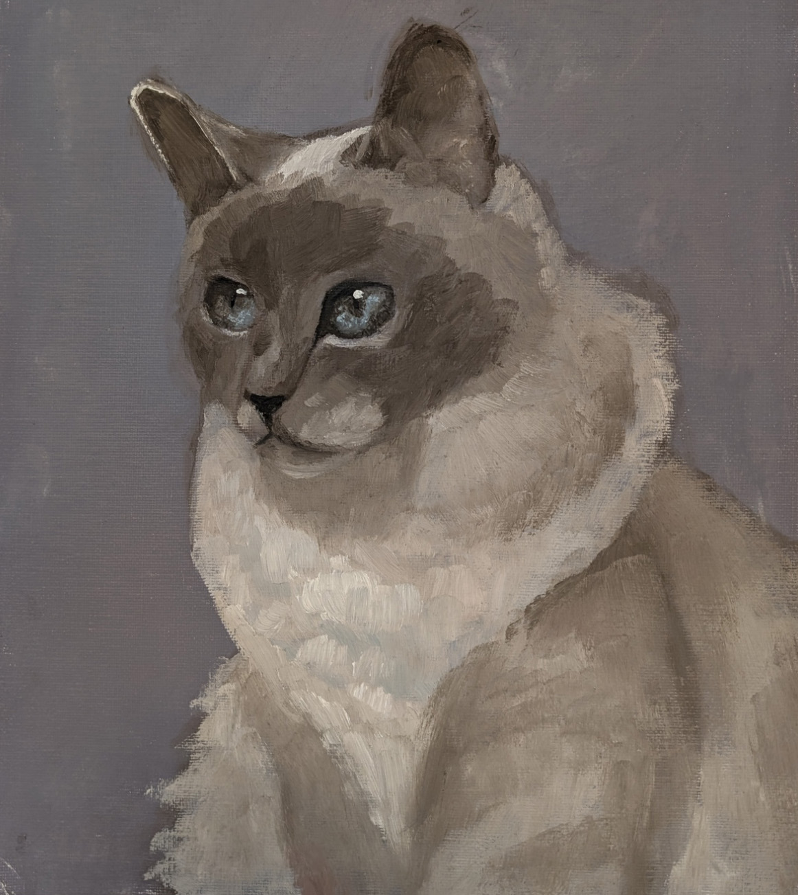 Siamese Cat